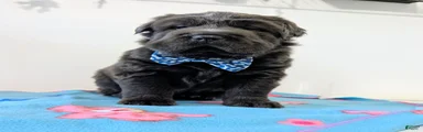 Puppy 3