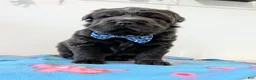 Mixed Breed dogs for sale: Puppy 3 - Ad 1