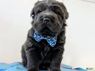 Mixed Breed dogs for sale: Puppy 3 - Ad 2