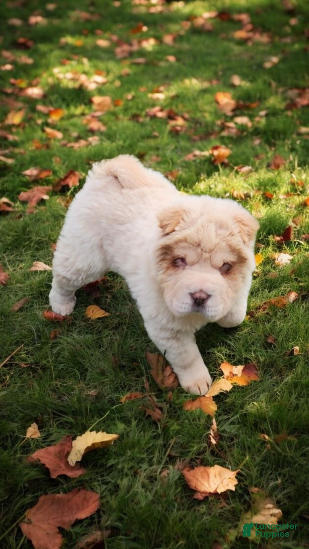 Shar Pei dogs for sale: Creamsicle  - Ad 8