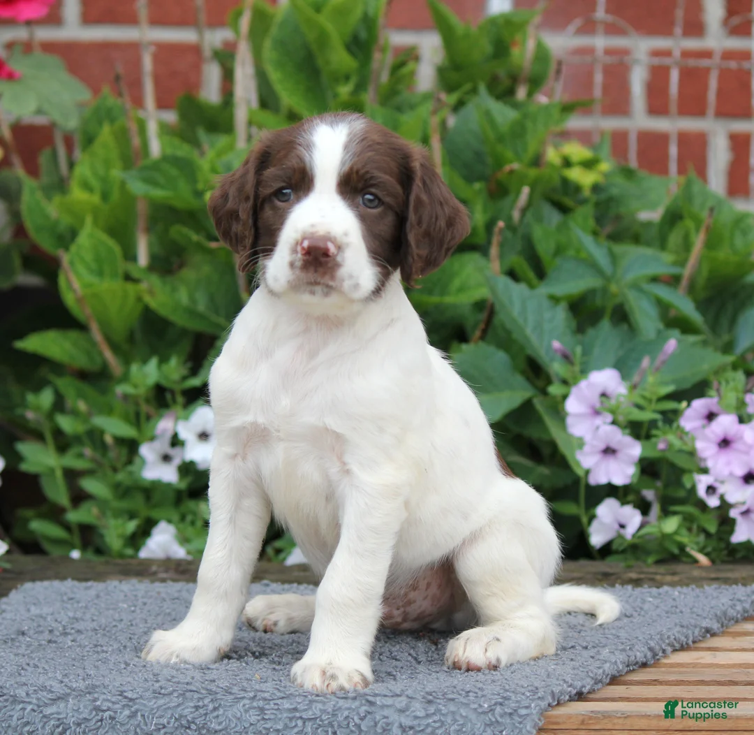 English Springer Spaniel dogs for sale: Digger - Ad 1