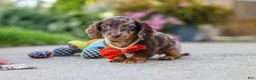 Miniature Dachshund dogs for sale: Benson - Ad 13