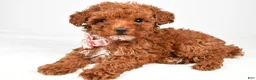 Toy Poodle dogs for sale: Pearl - Ad 3