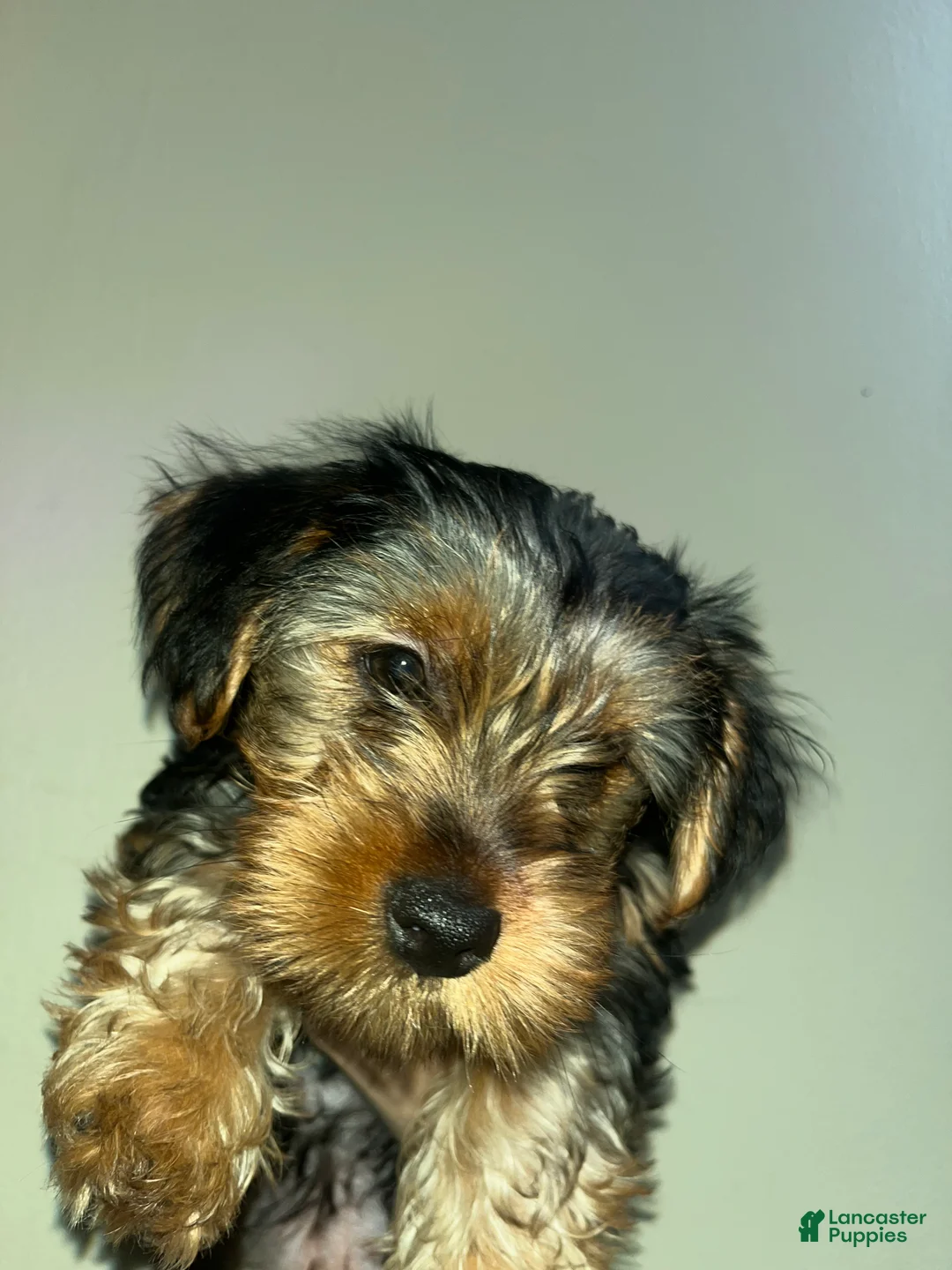 Yorkshire Terrier dogs for sale: Olivia - Ad 1
