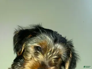 Yorkshire Terrier dogs for sale: Olivia - Ad 2