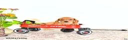 Miniature Dachshund dogs for sale: Candy - Ad 3