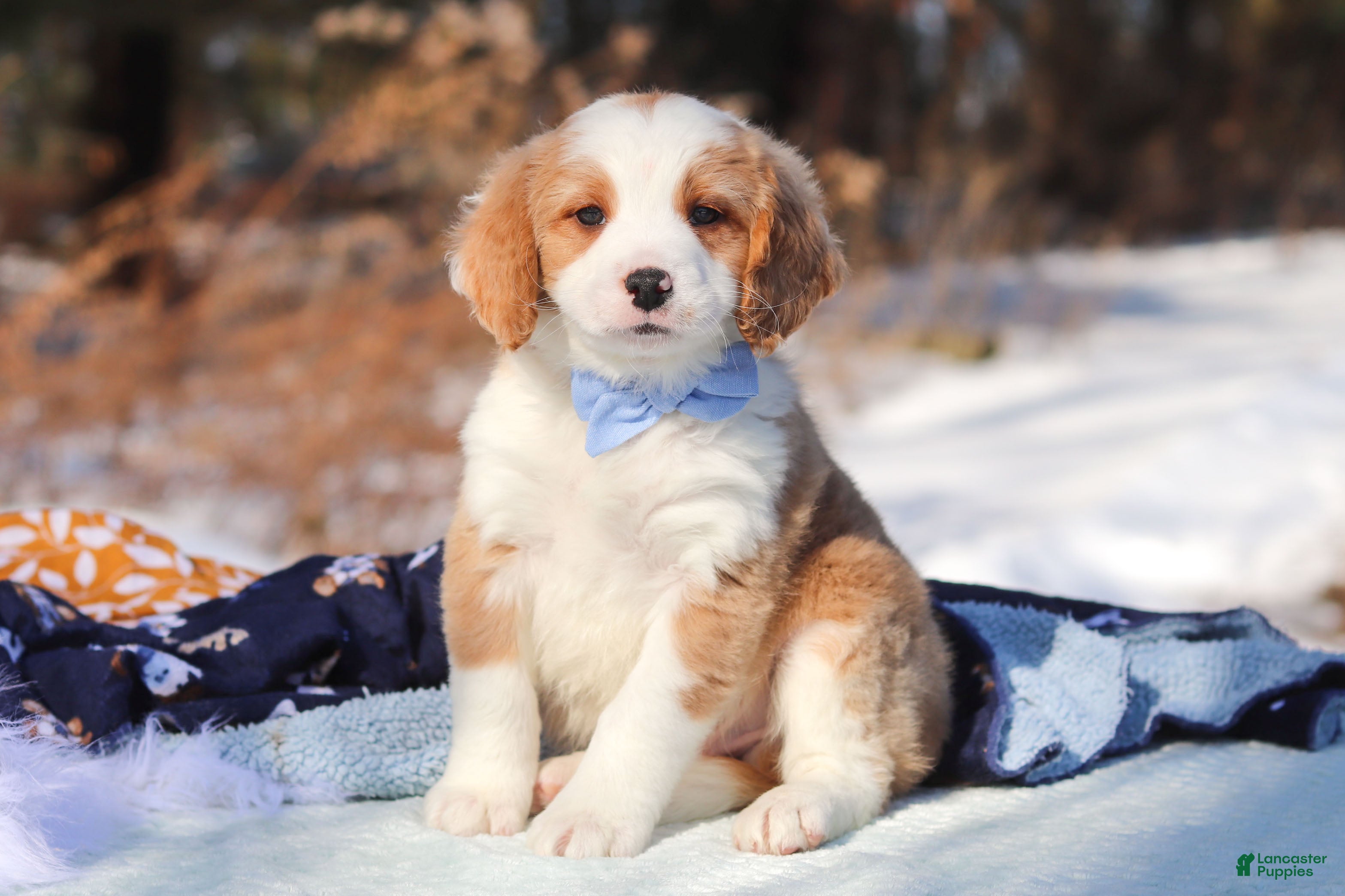 Mini Bernedoodle dogs Malcolm - Ad 1