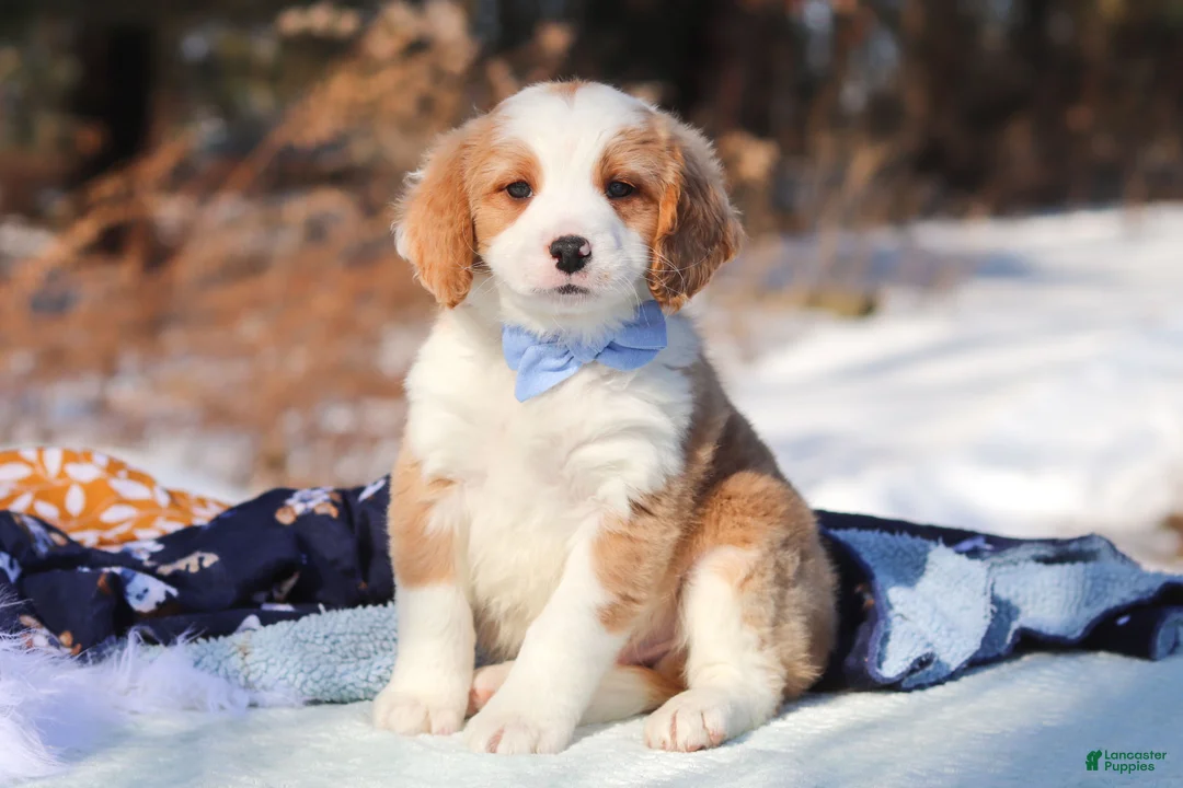 Mini Bernedoodle dogs for sale: Malcolm - Ad 1