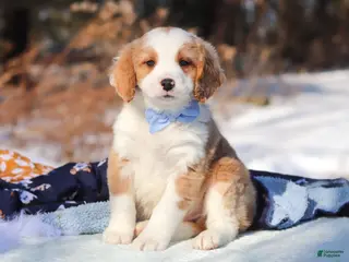 Mini Bernedoodle dogs for sale: Malcolm - Ad 2