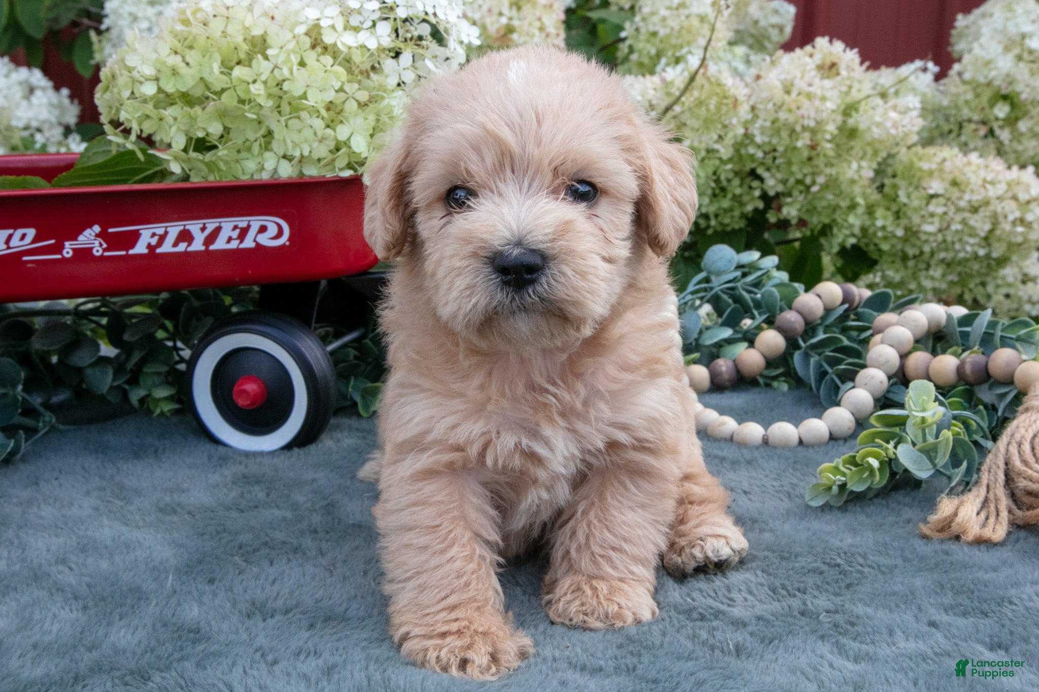 Schnoodle dogs Houdini - Ad 1