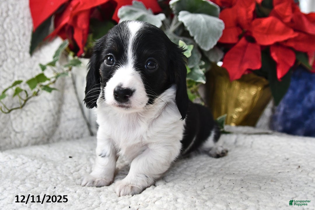 Miniature Dachshund dogs for sale: Lily - Ad 4