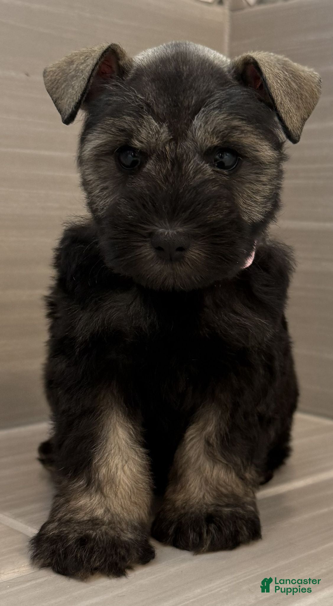 Miniature Schnauzer dogs Jessie - Ad 2