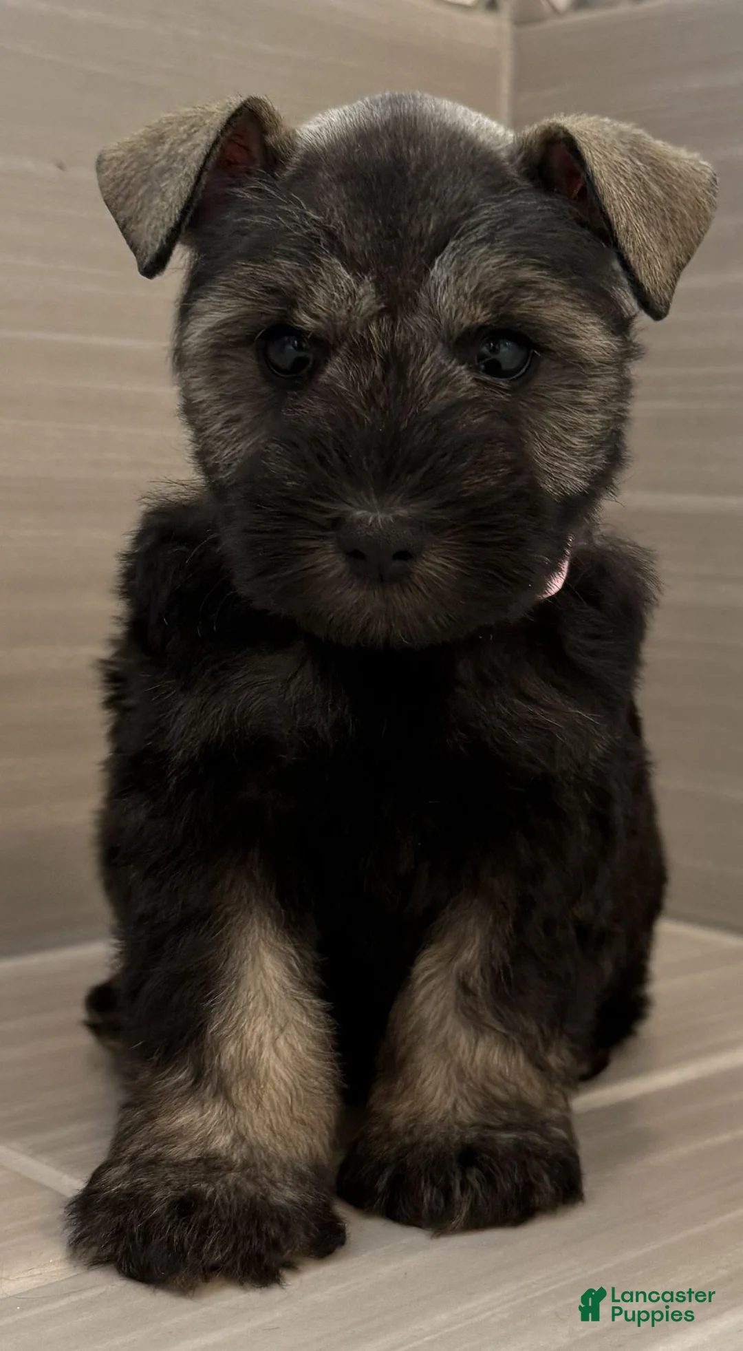 Miniature Schnauzer dogs for sale: Jessie - Ad 2