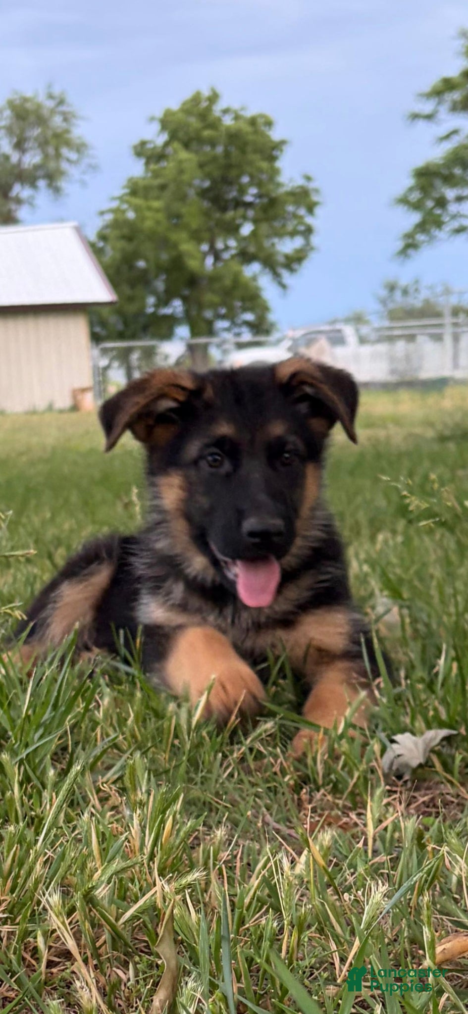 German Shepherd dogs German Shepherd Puppy 2 - Ad 12