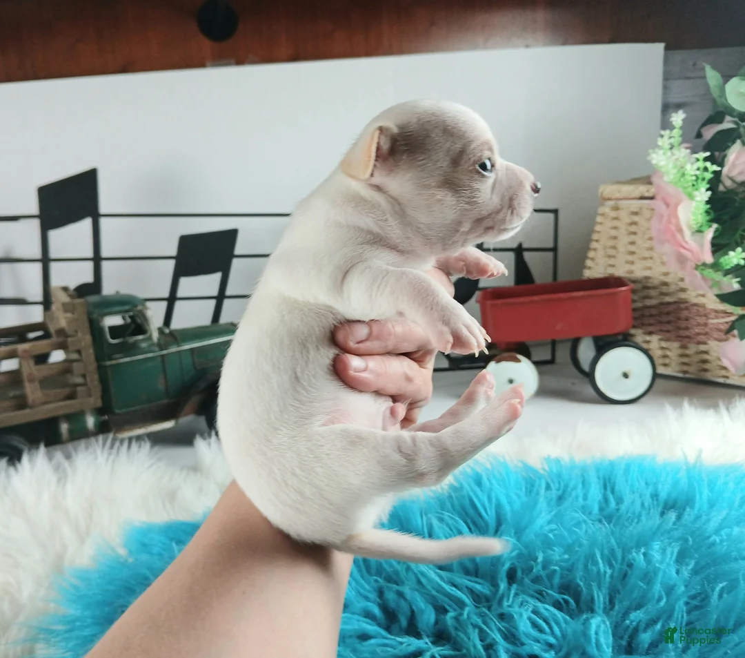 Chihuahua dogs for sale: Cece's white boy, NATIONWIDE DELIVERY  - Ad 4