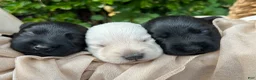 Scottish Terrier dogs for sale: Lachlan-AKC-HealthTestedParents - Ad 6