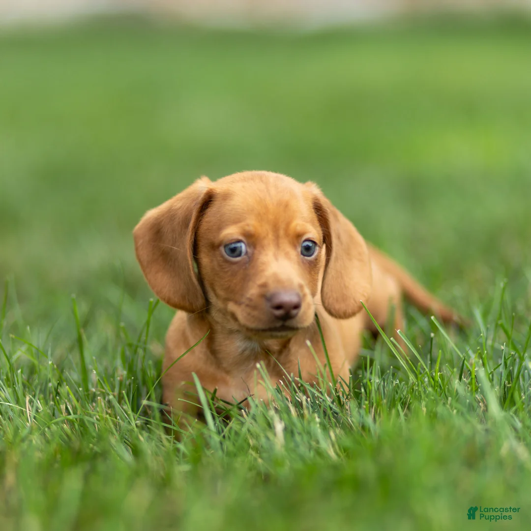 Miniature Dachshund dogs for sale: Mylan Miniature Dachshund  - Ad 1