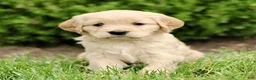 Miniature Golden Retriever dogs for sale: Trish  - Ad 1