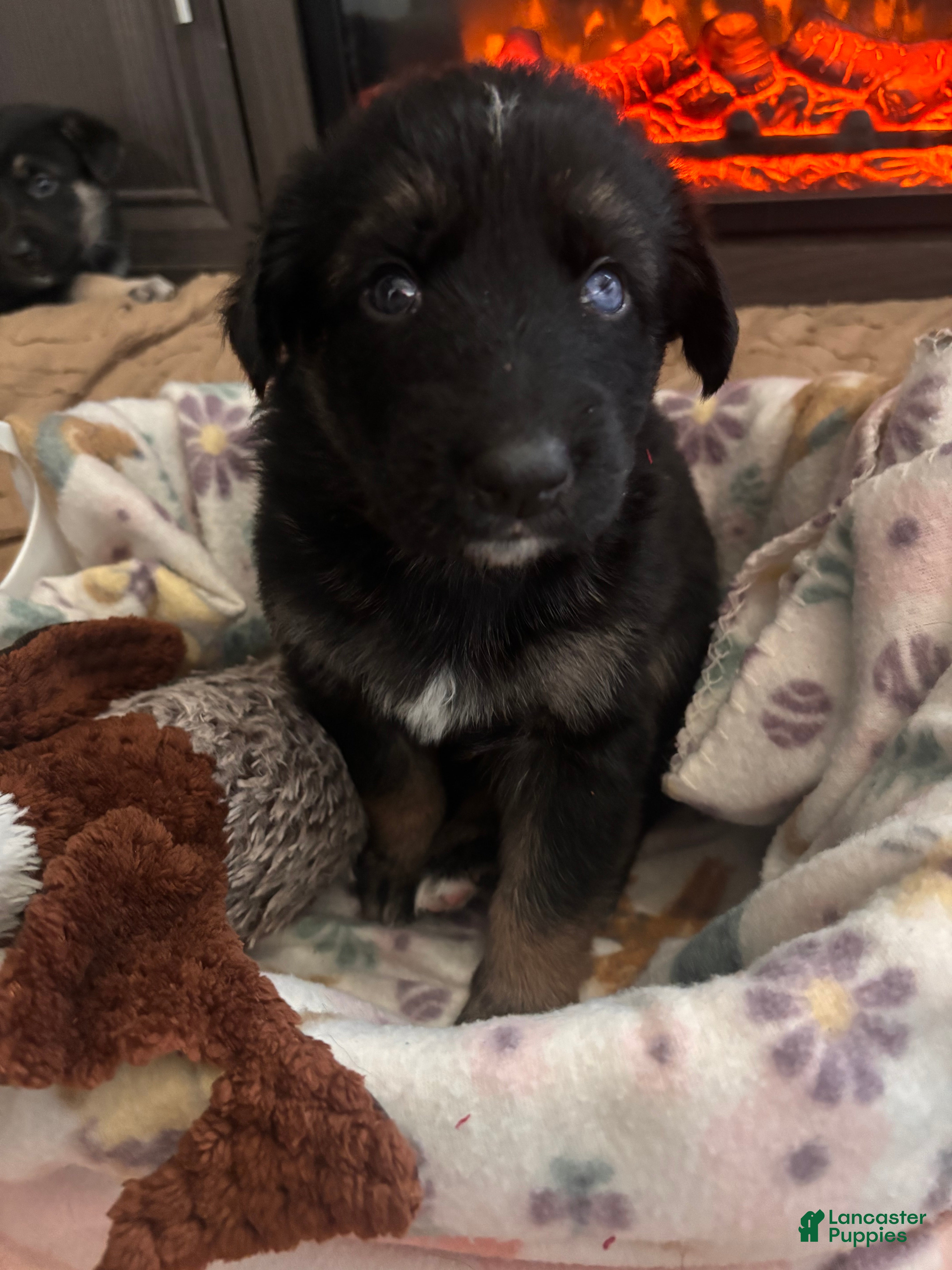 German Shepherd dogs  Puppy 8 - Ad 38