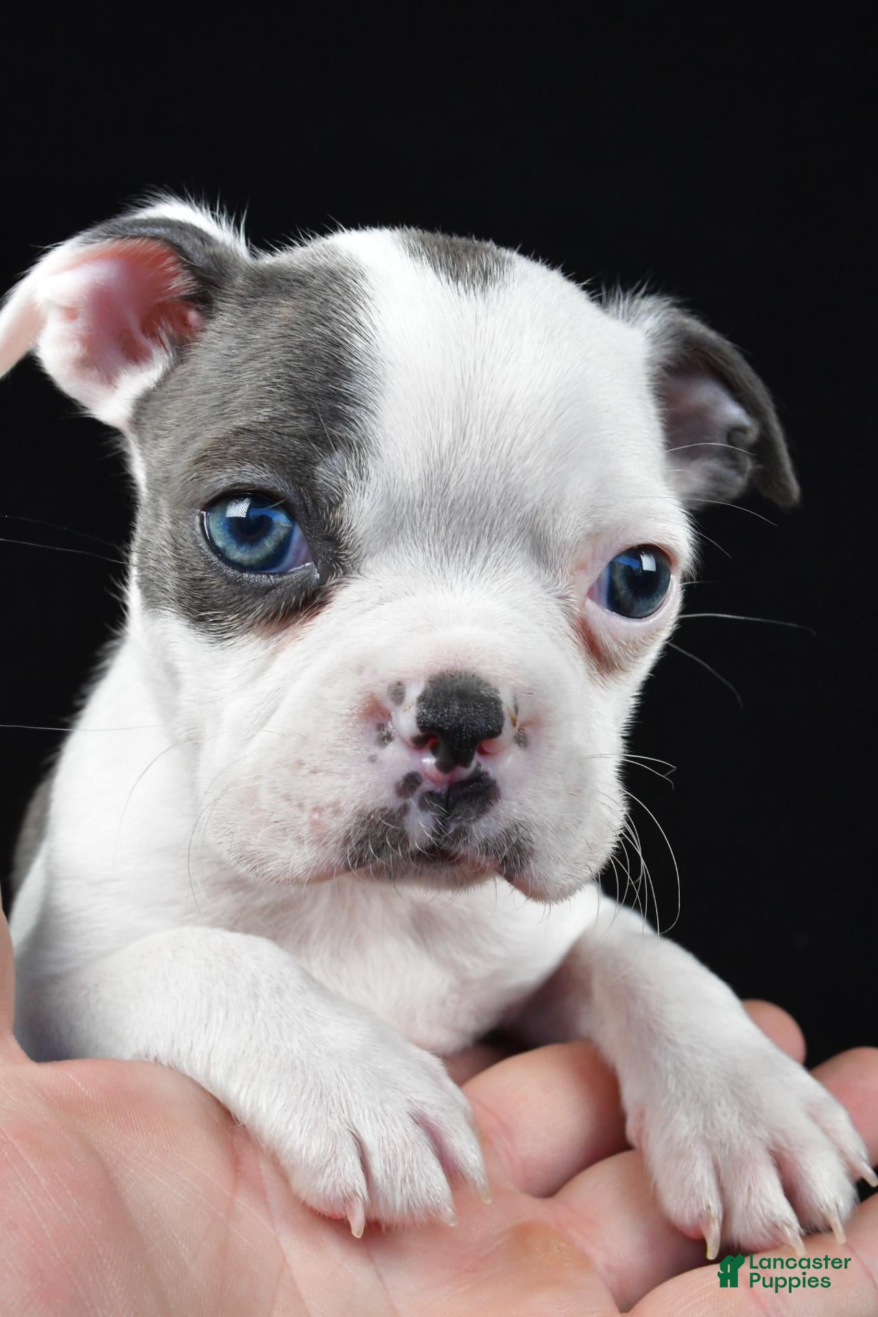 Boston Terrier dogs Skye - Ad 2