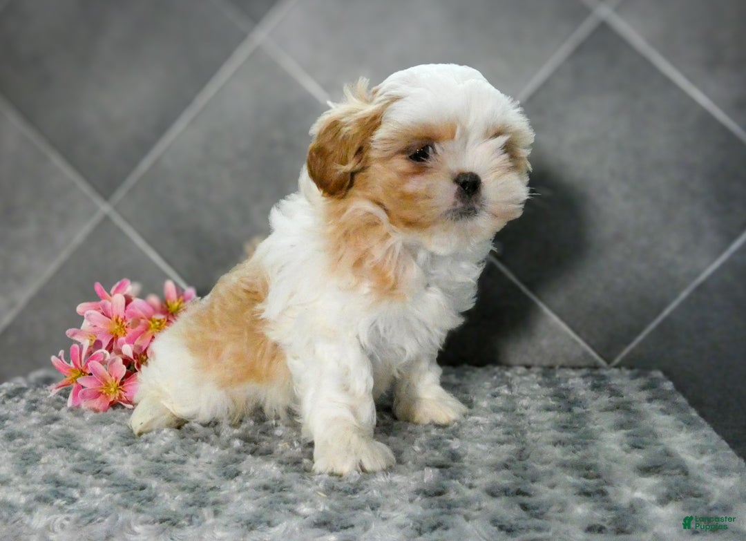 Shih Tzu dogs for sale: Lily - Ad 3