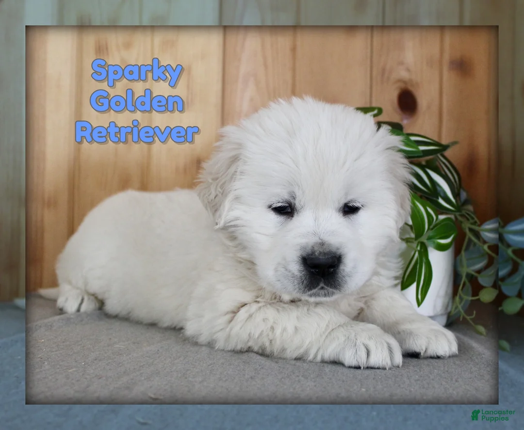 Golden Retriever dogs for sale: Sparky - Ad 1