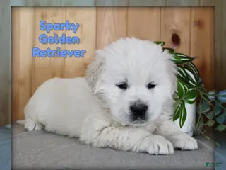 Golden Retriever dogs Sparky - Ad 32