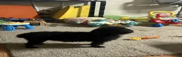 Yorkiepoo dogs for sale: Yorkiepoo 2 - Ad 7