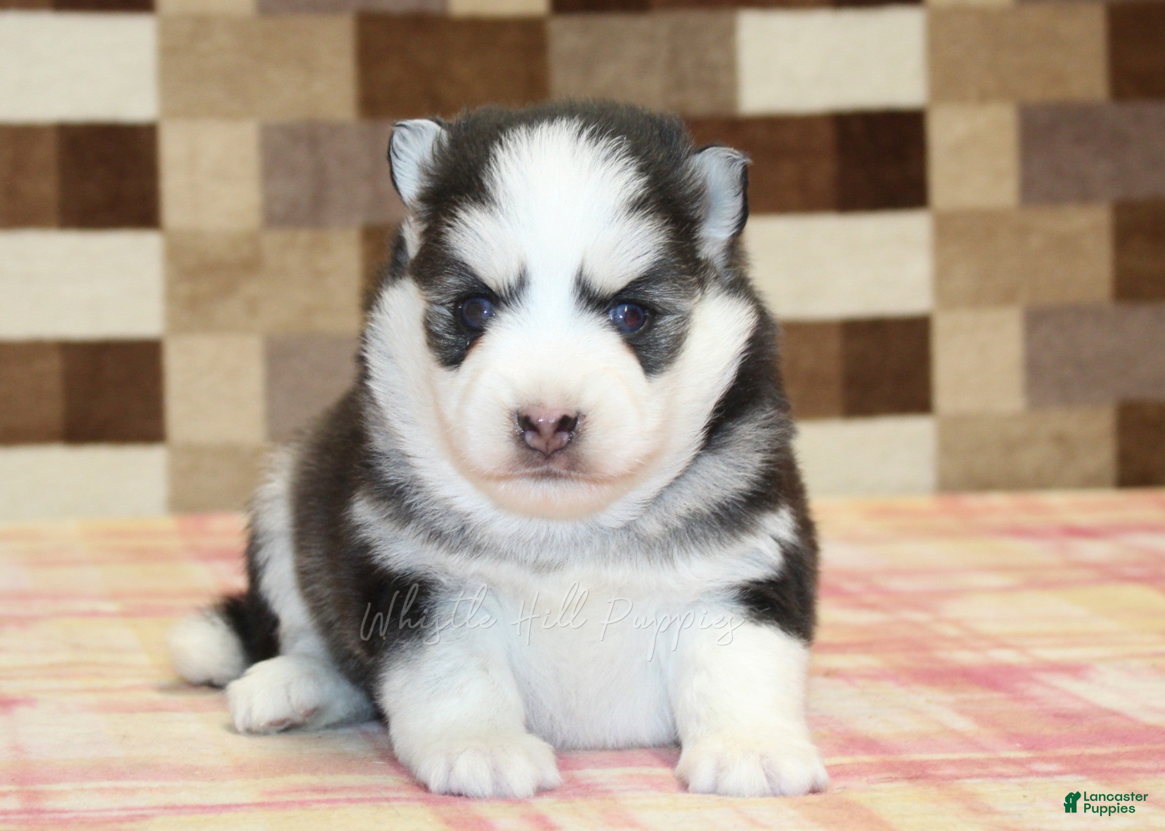 Pomsky dogs for sale: Missy - Ad 2