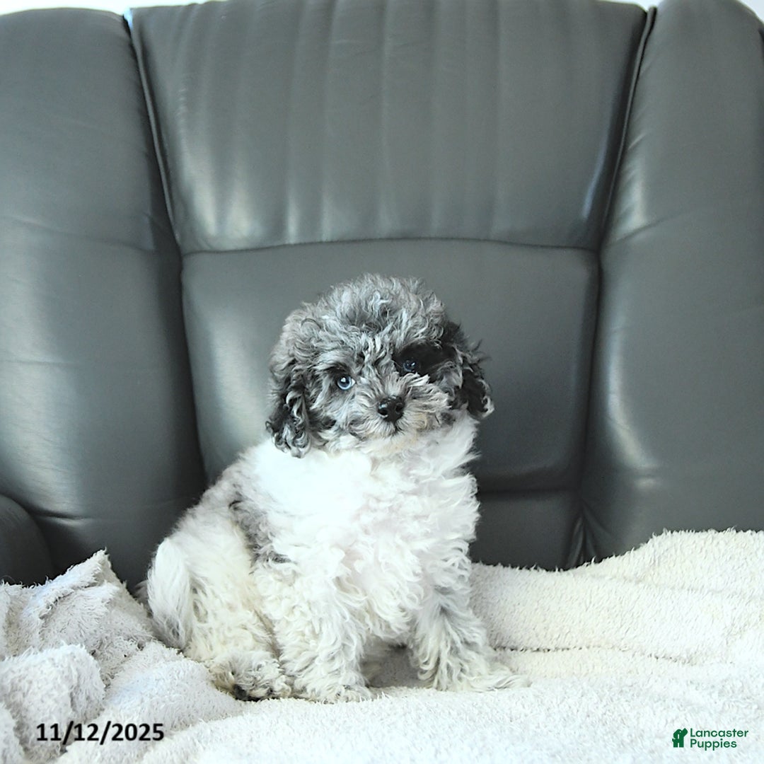 Havapoo dogs for sale: Princess EXTRA SMALL - Ad 2