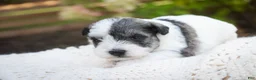 Miniature Schnauzer dogs for sale: Magnolia Miniature Schnauzer - Ad 5