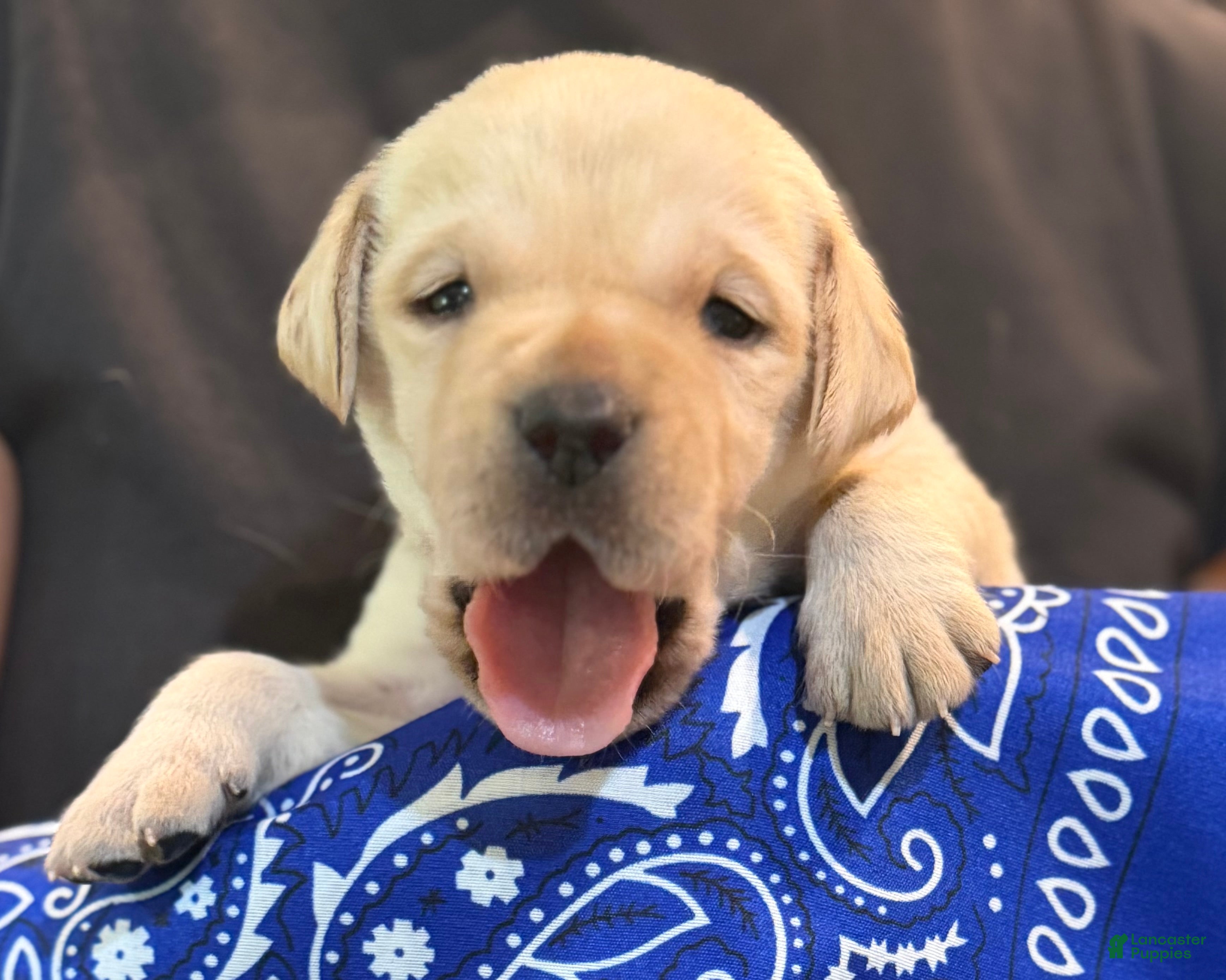 Labrador Retriever dogs Dark Blue - Ad 1