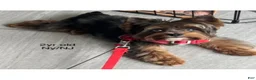 Yorkshire Terrier dogs for sale: Yorkshire Terrier 1 - Ad 7