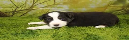 Miniature Australian Shepherd dogs for sale: Liberty - Ad 7