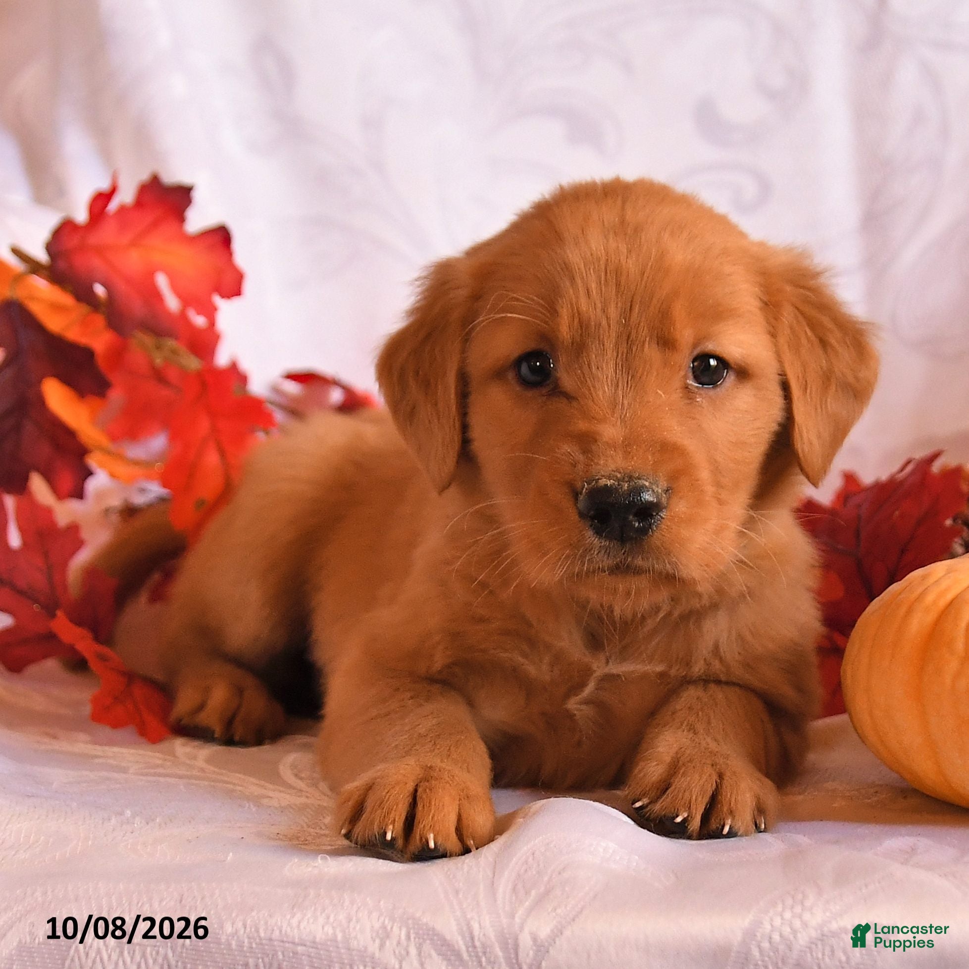 Golden Retriever dogs Baxter - Ad 2
