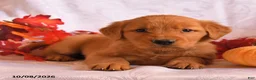 Golden Retriever dogs for sale: Baxter - Ad 2