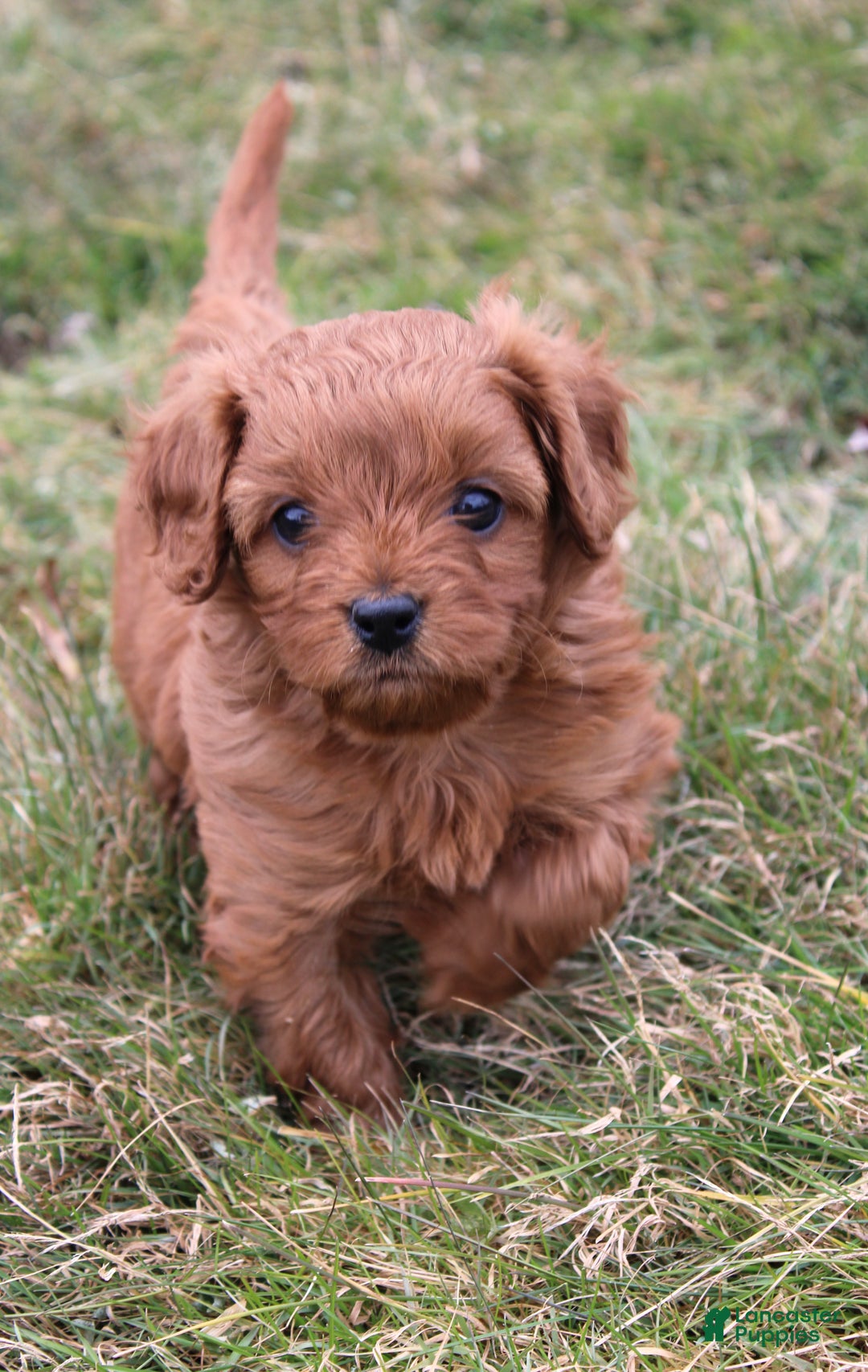 Cavapoo dogs for sale: Abby - Ad 1