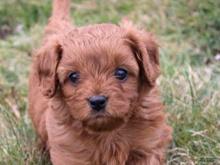 Cavapoo dogs Abby - Ad 3
