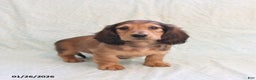 Miniature Dachshund dogs for sale: Joey - Ad 3