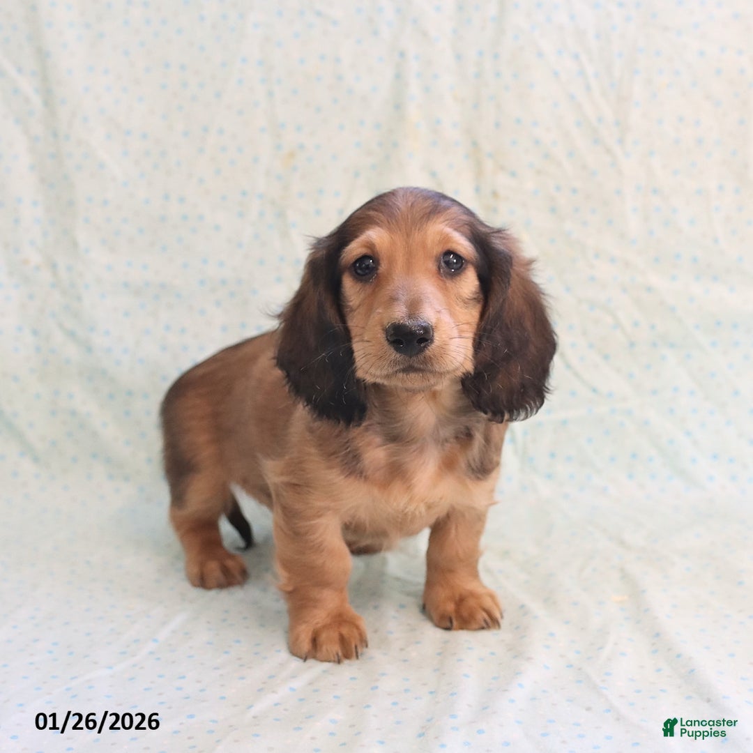 Miniature Dachshund dogs for sale: Joey - Ad 3