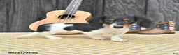 Miniature Dachshund dogs for sale: Koko - Ad 3