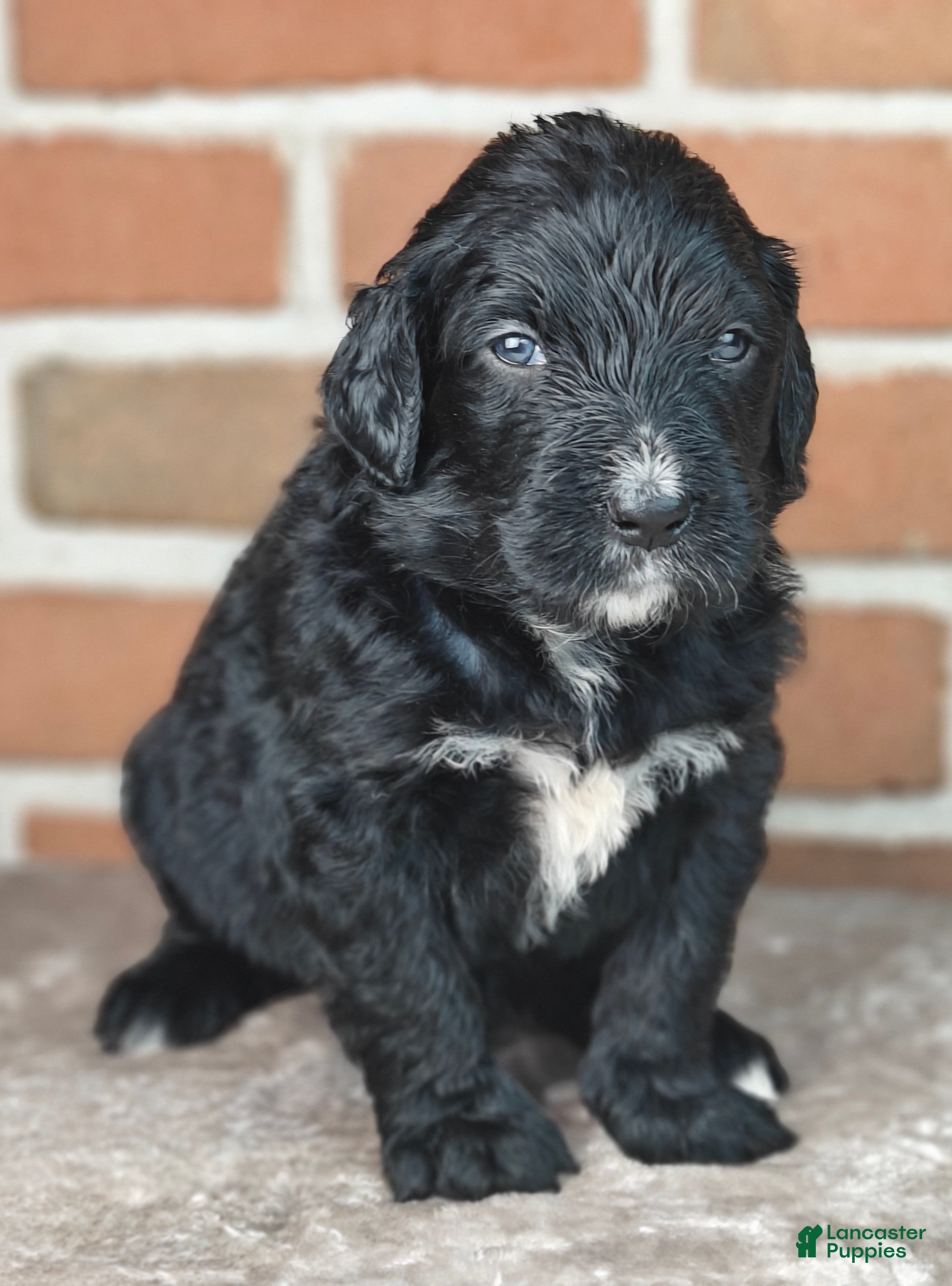 Bernedoodle dogs Jetty  - Ad 2