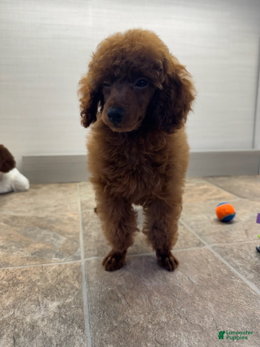 Miniature Poodle dogs for sale: Champ - Ad 3