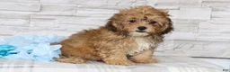 Shihpoo dogs for sale: Alexander - Ad 3