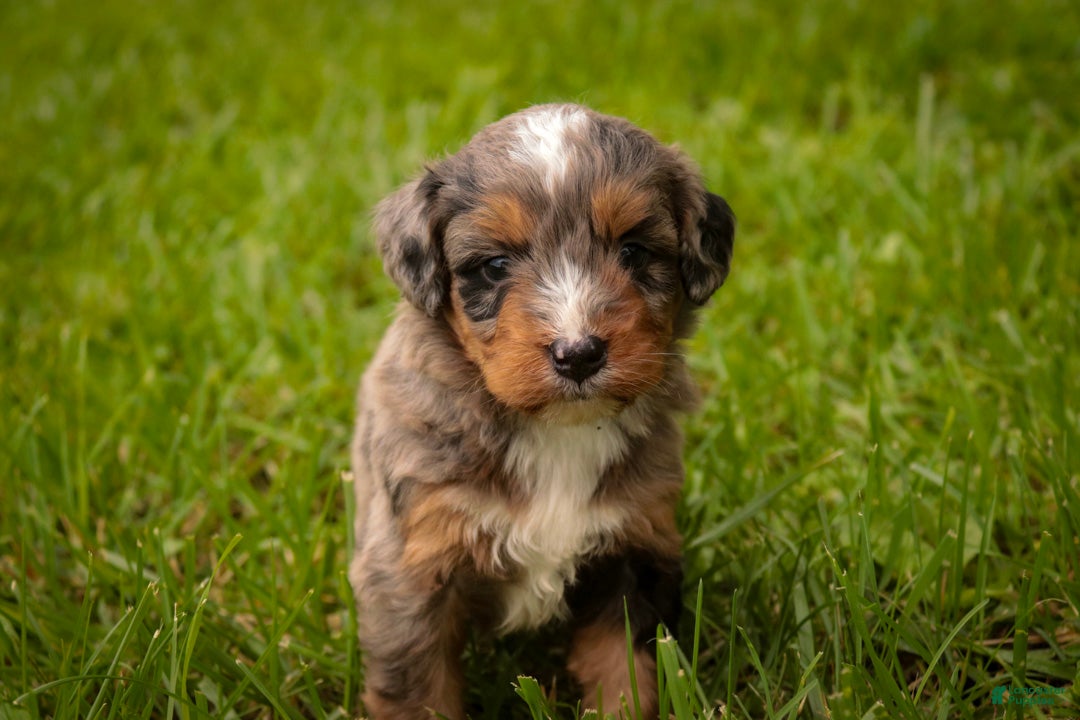 Mini Bernedoodle dogs Colt F1 Mini Bernedoodle  - Ad 2