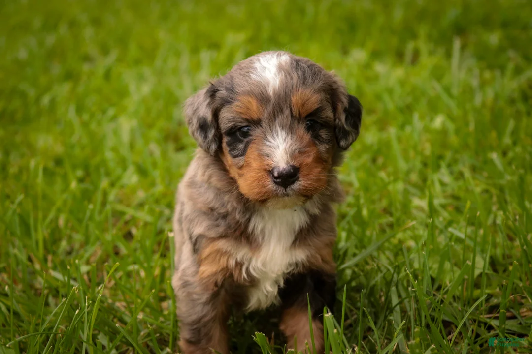Mini Bernedoodle dogs for sale: Colt F1 Mini Bernedoodle  - Ad 2