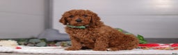 Standard Poodle dogs for sale: Bear - Ad 5