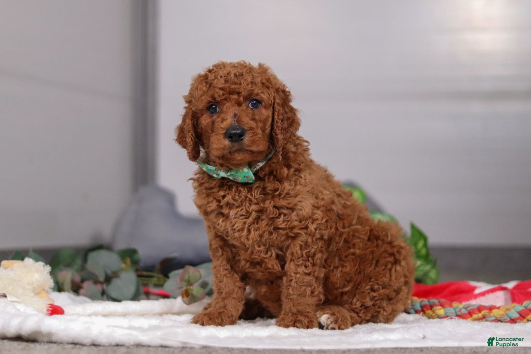 Standard Poodle dogs for sale: Bear - Ad 5