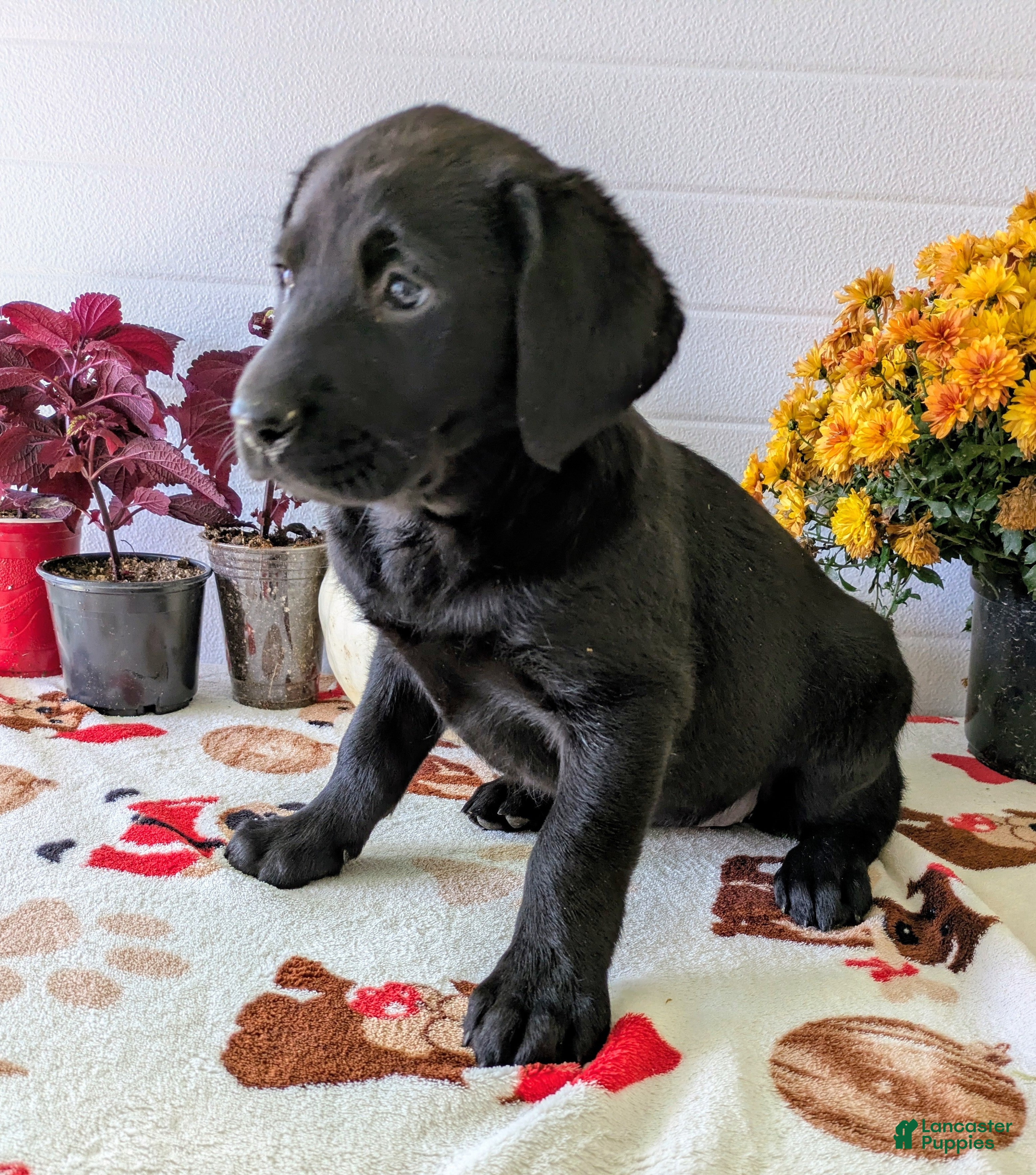 Labrador Retriever dogs for sale: Bella - Ad 4