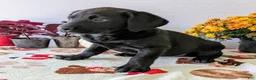 Labrador Retriever dogs for sale: Bella - Ad 1